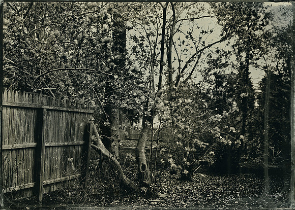 Magnolia Tree