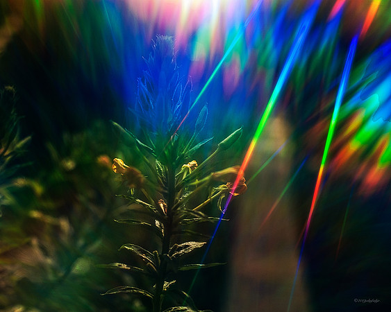 In The Garden Of Light