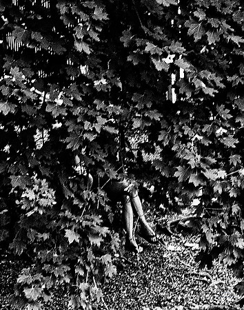Bushes