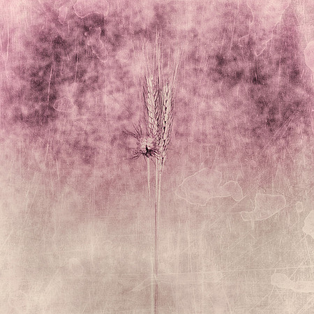 Art, Color, Flowers, Floral, Photo Art, ©johnfinkjr