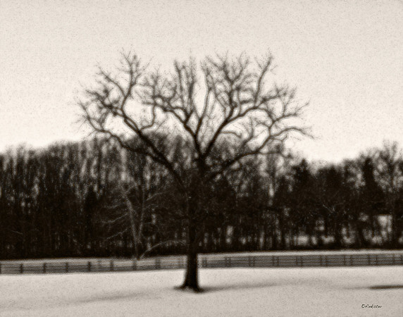 "Trees, Roots, Nature, B&W, Color"