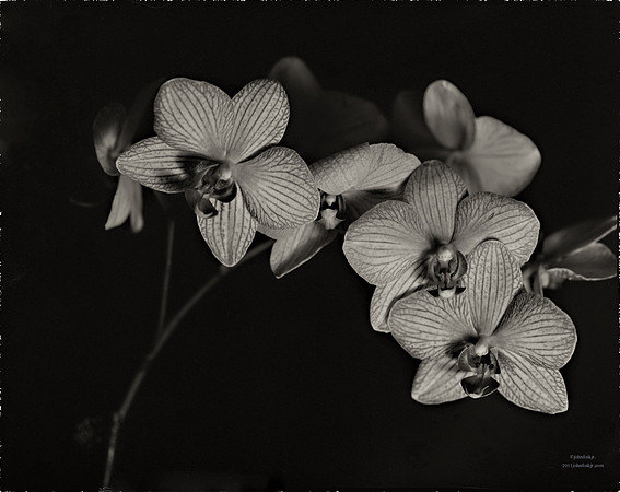Flora, Flowers, Still Life