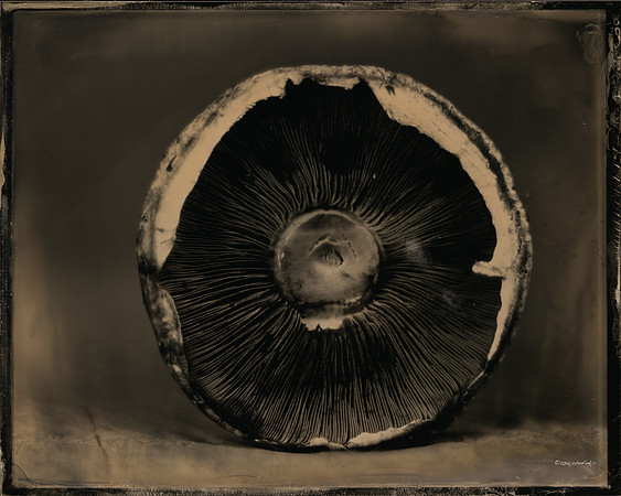 Portobella Perfection -(Of The Earth Series)