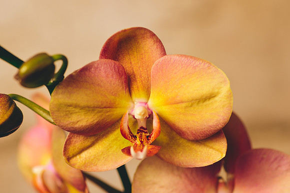 Art, Color, Flowers, Floral, Photo Art, ©johnfinkjr