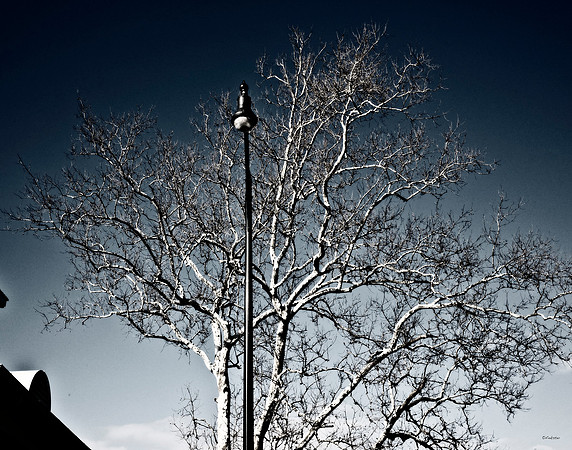 "Trees, Roots, Nature, B&W, Color"