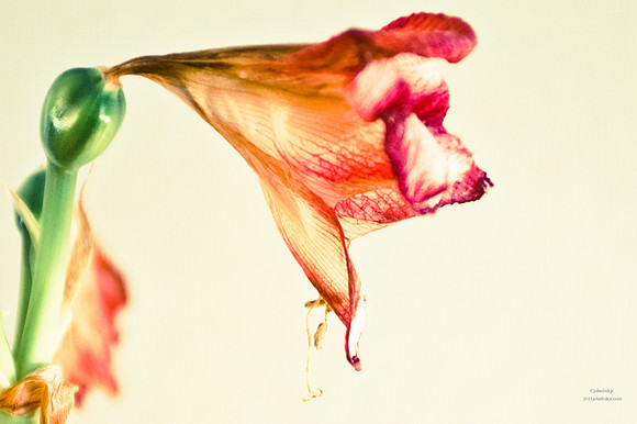 Bring Me Dead Flowers Series