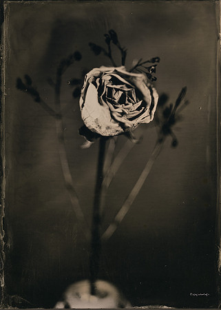 collodion, #wet plate collodion, #flora, #flora abstractions, #still life, #tintypes