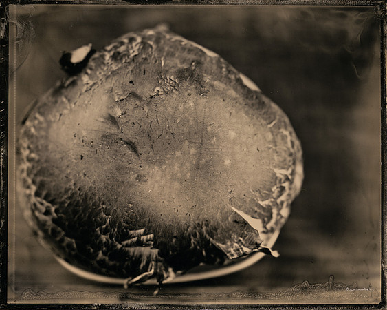 Portabello Mushroom Exterior -(Of The Earth Series)