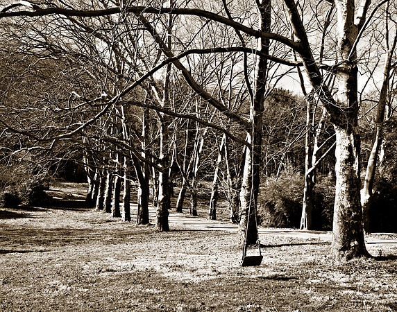 "Trees, Roots, Nature, B&W, Color"