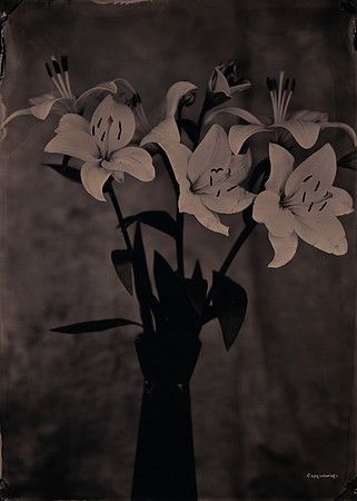 Lillies