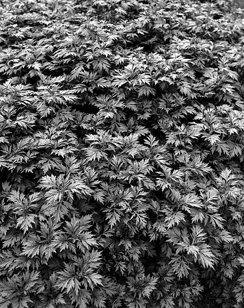 B&W, Flora, Forest, Nature, ©johnfinkjr