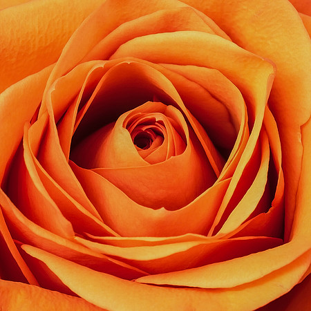 Art, Color, Flowers, Floral, Photo Art, ©johnfinkjr