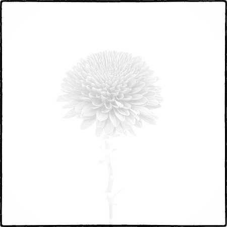 Art, Color, Flowers, Floral, Photo Art, ©johnfinkjr