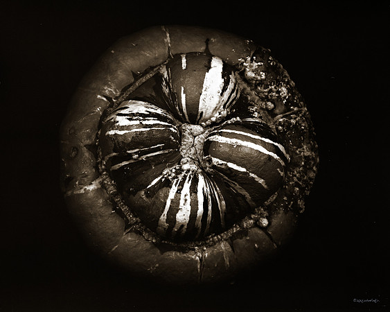 Turban Squash 1