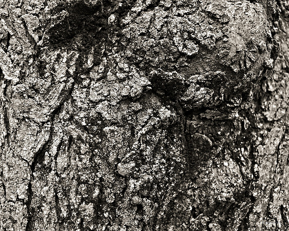 "Trees, Roots, Nature, B&W, Color"