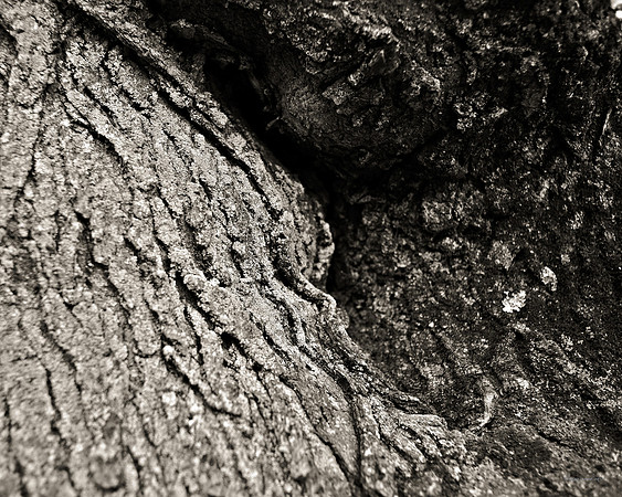"Trees, Roots, Nature, B&W, Color"