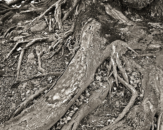 "Trees, Roots, Nature, B&W, Color"