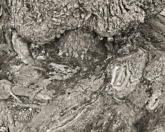 "Trees, Roots, Nature, B&W, Color"