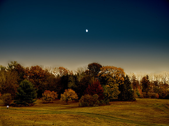 "landscapes, nature, forests, plants, trees"