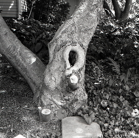 hasselblad, medium format, floral, 6x6