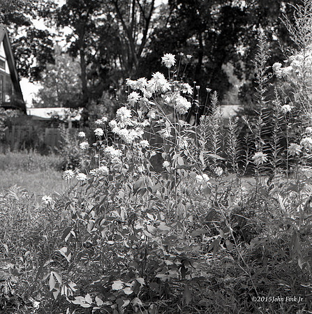 hasselblad, medium format, floral, 6x6