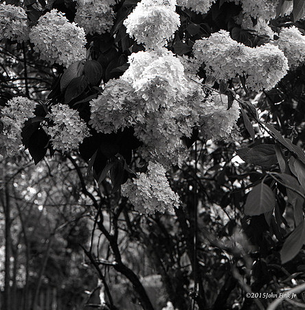hasselblad, medium format, floral, 6x6