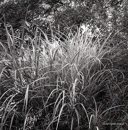 hasselblad, medium format, floral, 6x6