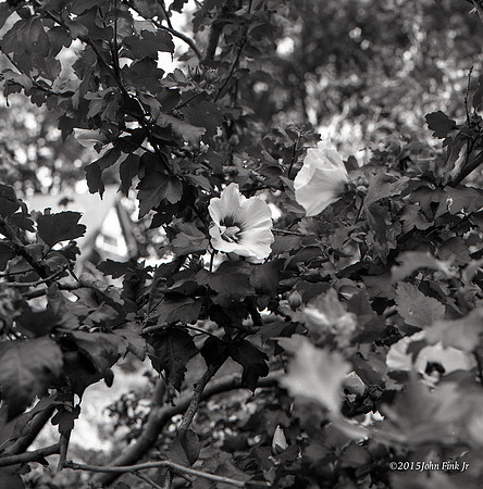 hasselblad, medium format, floral, 6x6