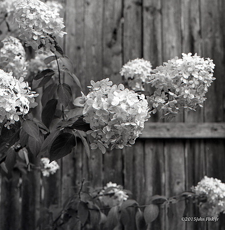 hasselblad, medium format, floral, 6x6