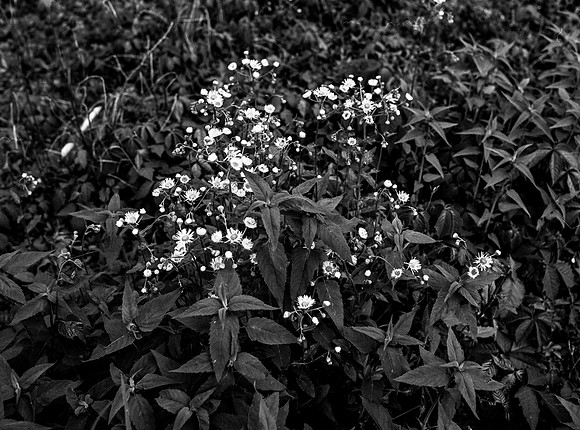 B&W, Flora, Forest, Nature, ©johnfinkjr