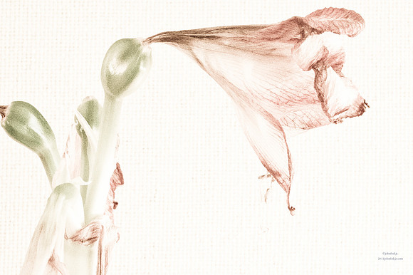 Bring Me Dead Flowers Series