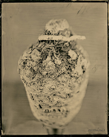Celery Root As Heart