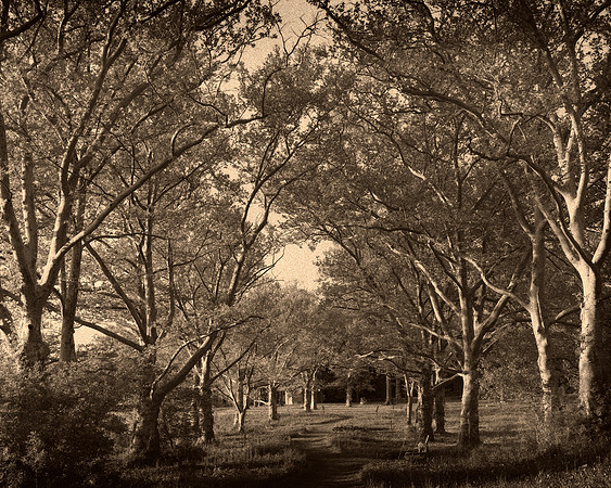 B&W, Color, Flora, Forest, Nature, ©johnfinkjr