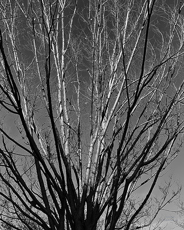 "Trees, Roots, Nature, B&W, Color"
