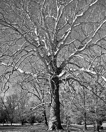 "Trees, Roots, Nature, B&W, Color"