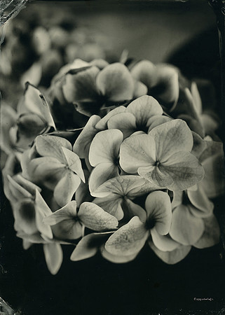 Hydrangea