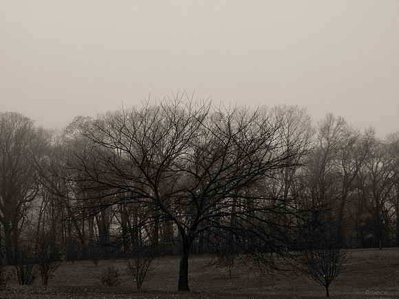 Misty Morning Walk