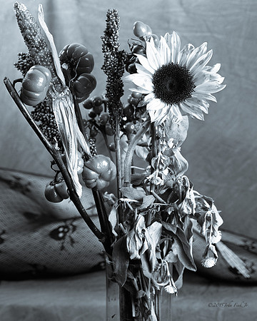 Wild Flowers