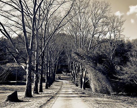 "Trees, Roots, Nature, B&W, Color"