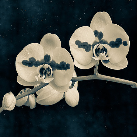 Art, Color, Flowers, Floral, Photo Art, ©johnfinkjr