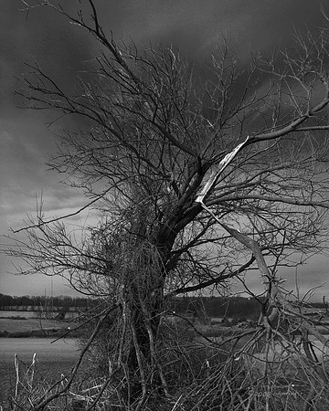 Trees, Roots, Nature, B&W, Color