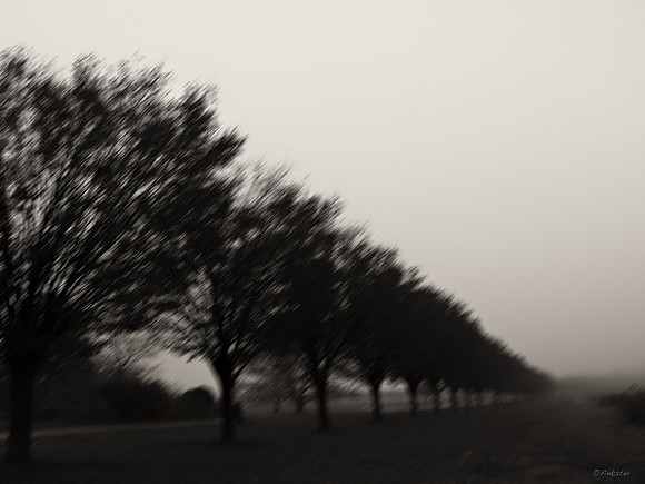 Misty Morning Walk