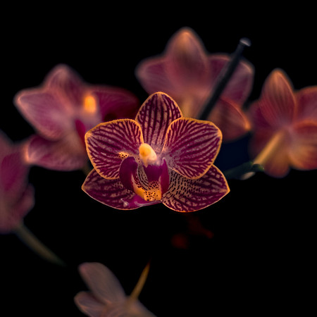 Art, Color, Flowers, Floral, Photo Art, ©johnfinkjr