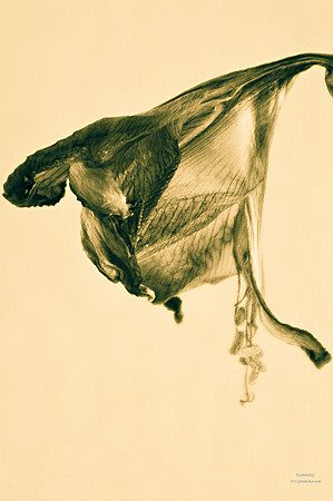 Bring Me Dead Flowers Series
