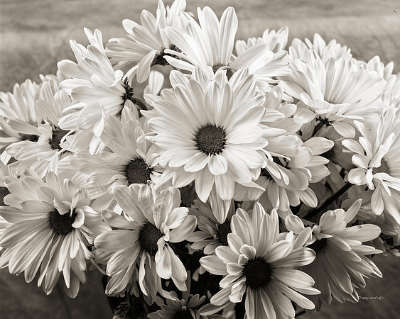 Flora, Flowers, Still Life