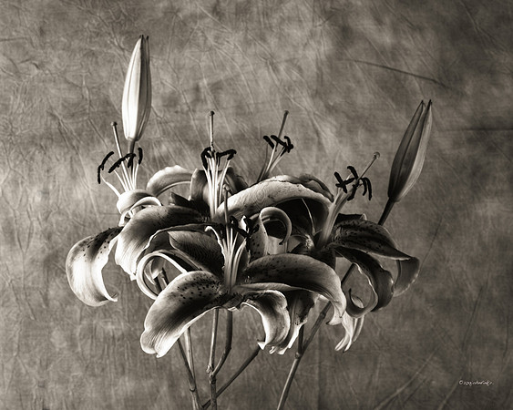 Flora, Flowers, Still Life