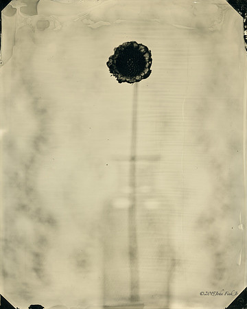 collodion, #wet plate collodion, #flora, #flora abstractions, #still life, #tintypes