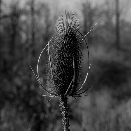 B&W, Flora, Forest, Nature, ©johnfinkjr