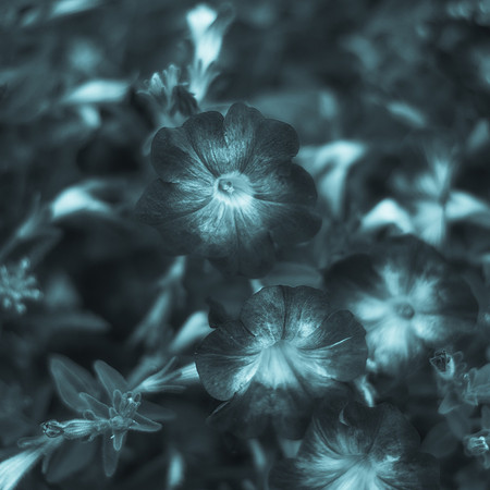 Art, Color, Flowers, Floral, Photo Art, ©johnfinkjr
