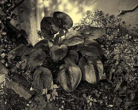 Flora, Flowers, Still Life
